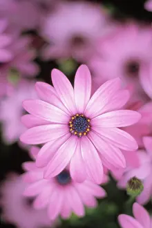 Osteospermum: Cape Daisy
