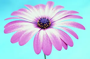 Osteospermum: Cape Daisy