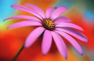 Osteospermum: Cape Daisy