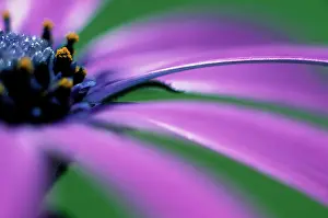 Osteospermum: Cape Daisy