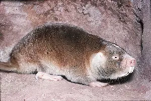 Ugly: Cape Dune Mole-rat - in burrow