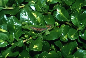 Chameleon: CAPE DWARF CHAMELEON