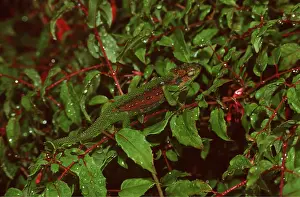 Peter Steyn: CAPE DWARF CHAMELEON - camouflaged amongst leaves