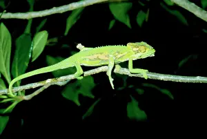 Mutations: Cape Dwarf Chameleon - Five legs with an extra