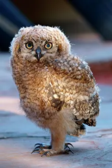 Capensis: Cape Eagle-Owl (Bubo capensis), young animal, Namibia