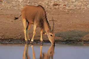 Eland: Cape ELAND - at waterhole