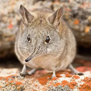 Shrew: A Cape Elephant Shrew at Bushman's Kloof