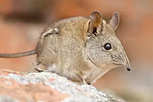 Shrew: A Cape Elephant Shrew at Bushman's Kloof