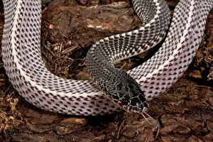 Capensis: Cape File Snake, Meheyla capensis, Native