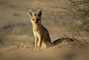 Vigilant: Cape Fox