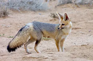 Chama: Cape Fox - Adult standing beside burrow entrance
