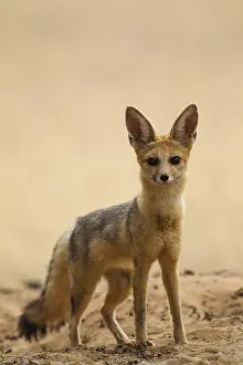 311017: Cape Fox - alert at its burrow - Kalahari Desert