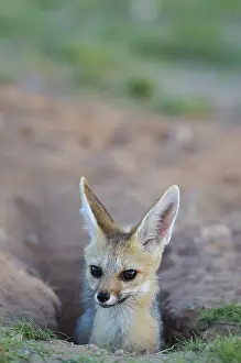 Chama: Cape Fox - at its burrow - Kalahari Desert, Kgalagadi