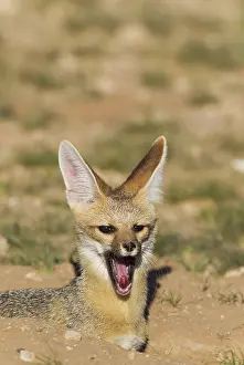 Chama: Cape Fox - at its burrow - yawning - Kalahari Desert