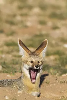Chama: Cape Fox - at its burrow - yawning - Kalahari Desert