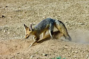 Chama: Cape Fox - Digging at burrow entrance