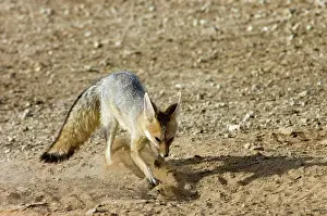 Chama: Cape Fox - Digging at burrow entrance