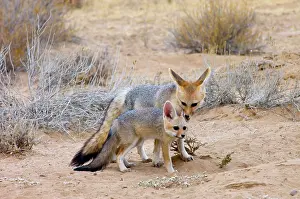 Chama: Cape Fox - Female grooming pup