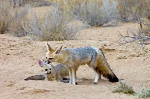 Chama: Cape Fox - Female grooming pup