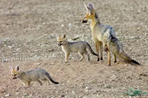 Chama: Cape Fox - Female with pups at burrow entrance
