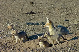 Chama: Cape Fox - Female with pups at burrow entrance