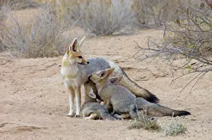 Chama: Cape Fox - Female suckling well-grown pups