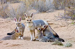 Chama: Cape Fox - Female suckling well-grown pups