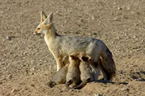 Chama: Cape Fox - Female suckling young pups