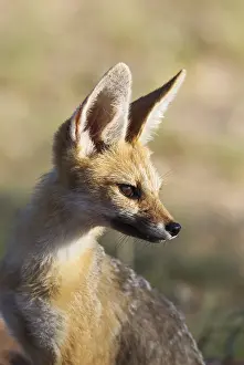 Chama: Cape Fox - Kalahari Desert, Kgalagadi Transfrontier