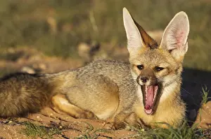 Chama: Cape Fox - in the late evening at its burrow - yawning