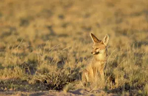 Chama: Cape Fox - in the morning tired from the night activities