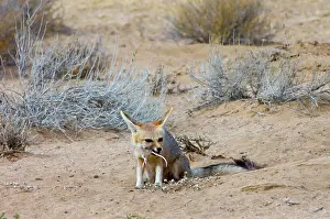 Chama: Cape Fox - Pup eating striped mouse