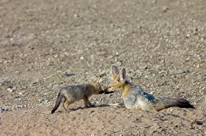 Chama: Cape Fox - Pup greeting adult