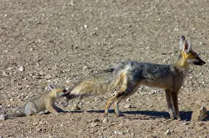 Chama: Cape Fox - Pup pulling male's tail