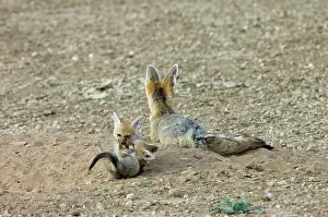 Chama: Cape Fox - Pups playing by adult