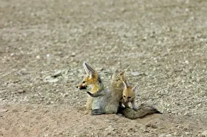 Huddled: Cape Fox - Pups playing by adult