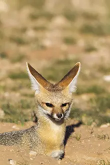 Chama: Cape Fox - resting at its burrow - Kalahari Desert