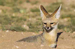Chama: Cape Fox - resting at its burrow - Kalahari Desert