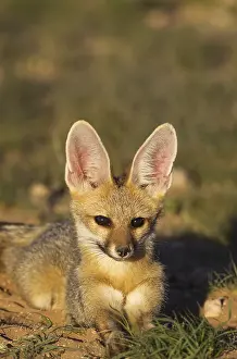 Chama: Cape Fox - resting in the late evening at its burrow