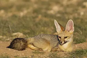 Chama: Cape Fox - resting in the late evening at its burrow