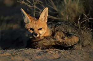 Canids: Cape Fox (Vulpes chama), Kgalagadi Transfrontier