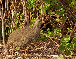 Francolins: Cape Francolin/ Cape Spurfowl - in fynbos