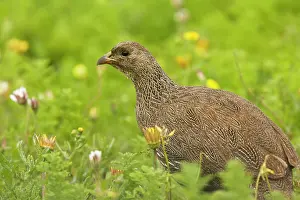 Francolins: Cape Francolin / Cape Spurfowl. in spring -