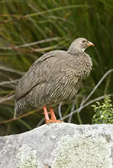 Francolins: Cape Francolin / Cape Spurfowl. in spring - South