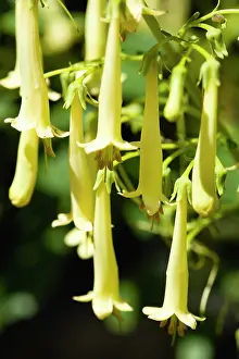 Fuchsia: Cape fuchsia, Phygelius Funfare Yellow, Several