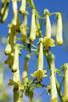 Fuchsia: Cape fuchsia, Phygelius Funfare Yellow, Several