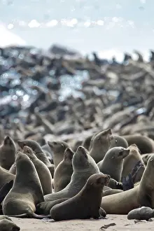 Arctocephalus: Cape fur seal (Arctocephalus pusillus) in Cape Cross