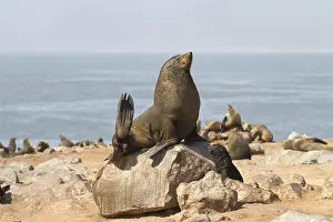 Arctocephalus: Cape Fur Seal (Arctocephalus pusillus) male sta