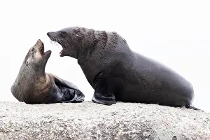 Shout: Cape Fur Seal (Arctocephalus pusillus), , Western