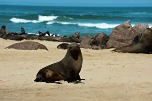 Pusilus: Cape fur seal (Arctocephalus pusilus), Skeleton